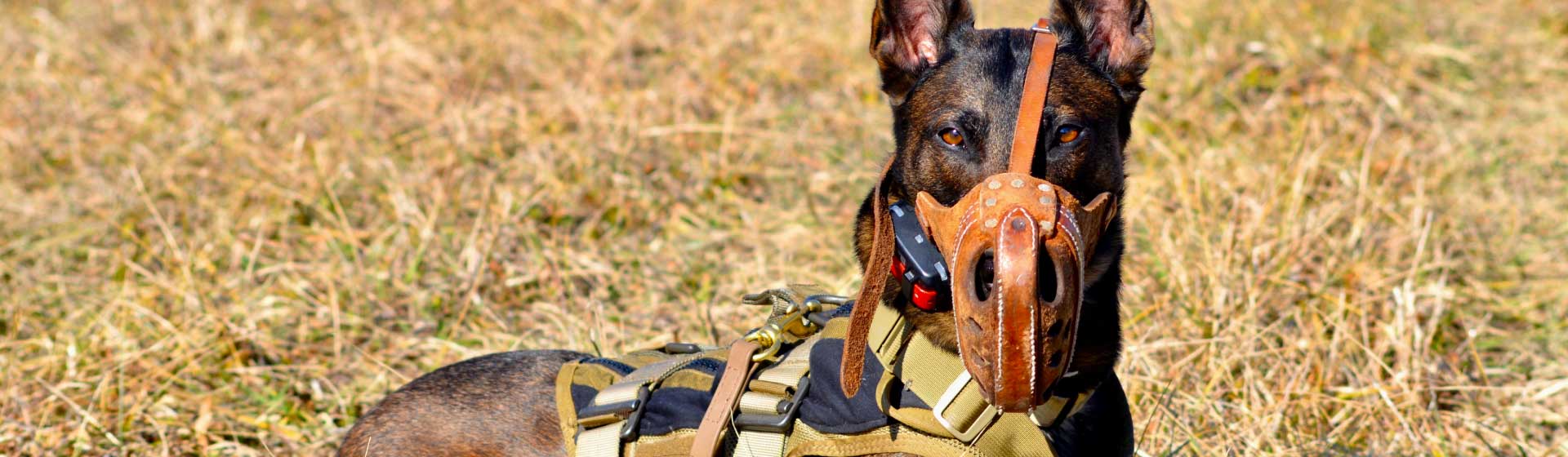Tracking and Detection dogs in Virginia