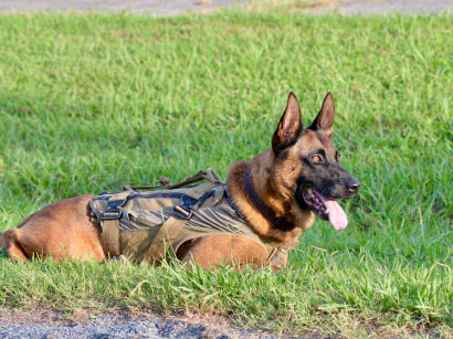 police and military canines