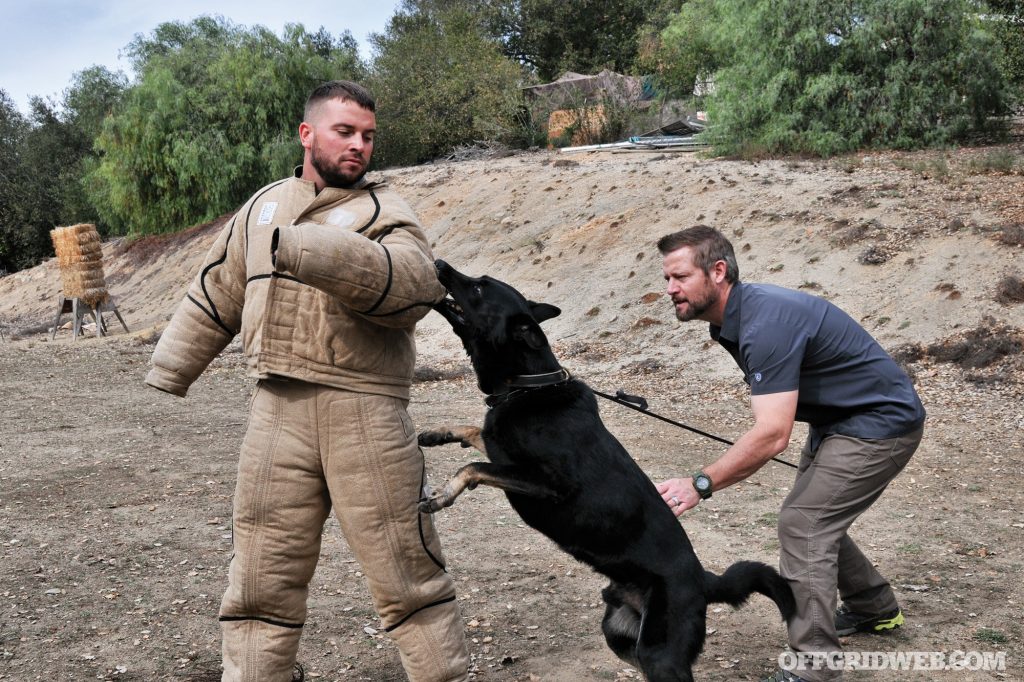 Jeff Franklin Spotlight – The Commando Whisperer